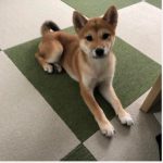#柴犬　茶々