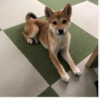 #柴犬 茶々