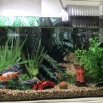 金魚　左、いちりん　右、ラムネ