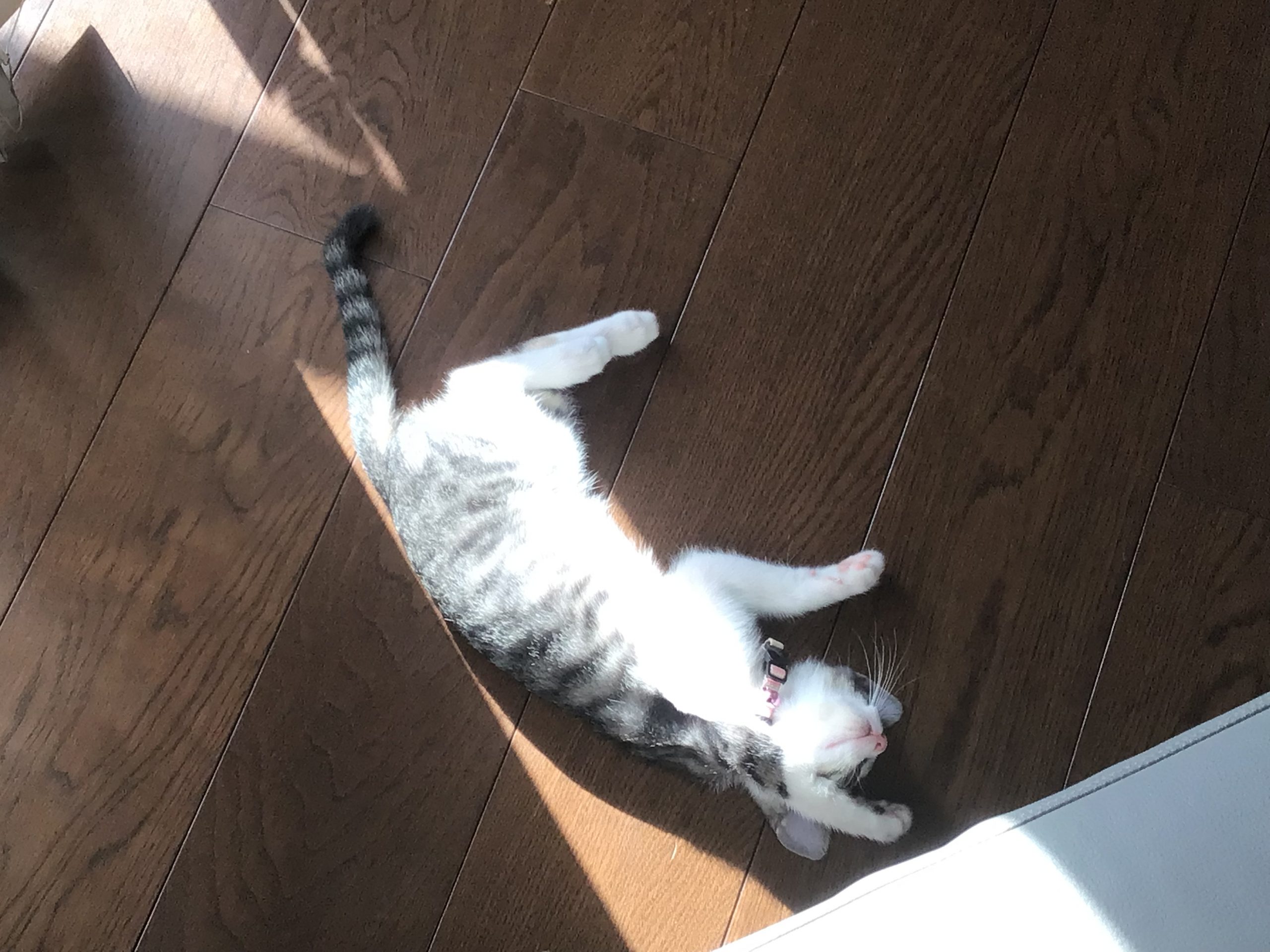 メイちゃん!