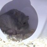 ハムスターのリン君！