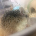 ハムスターのおこげです！