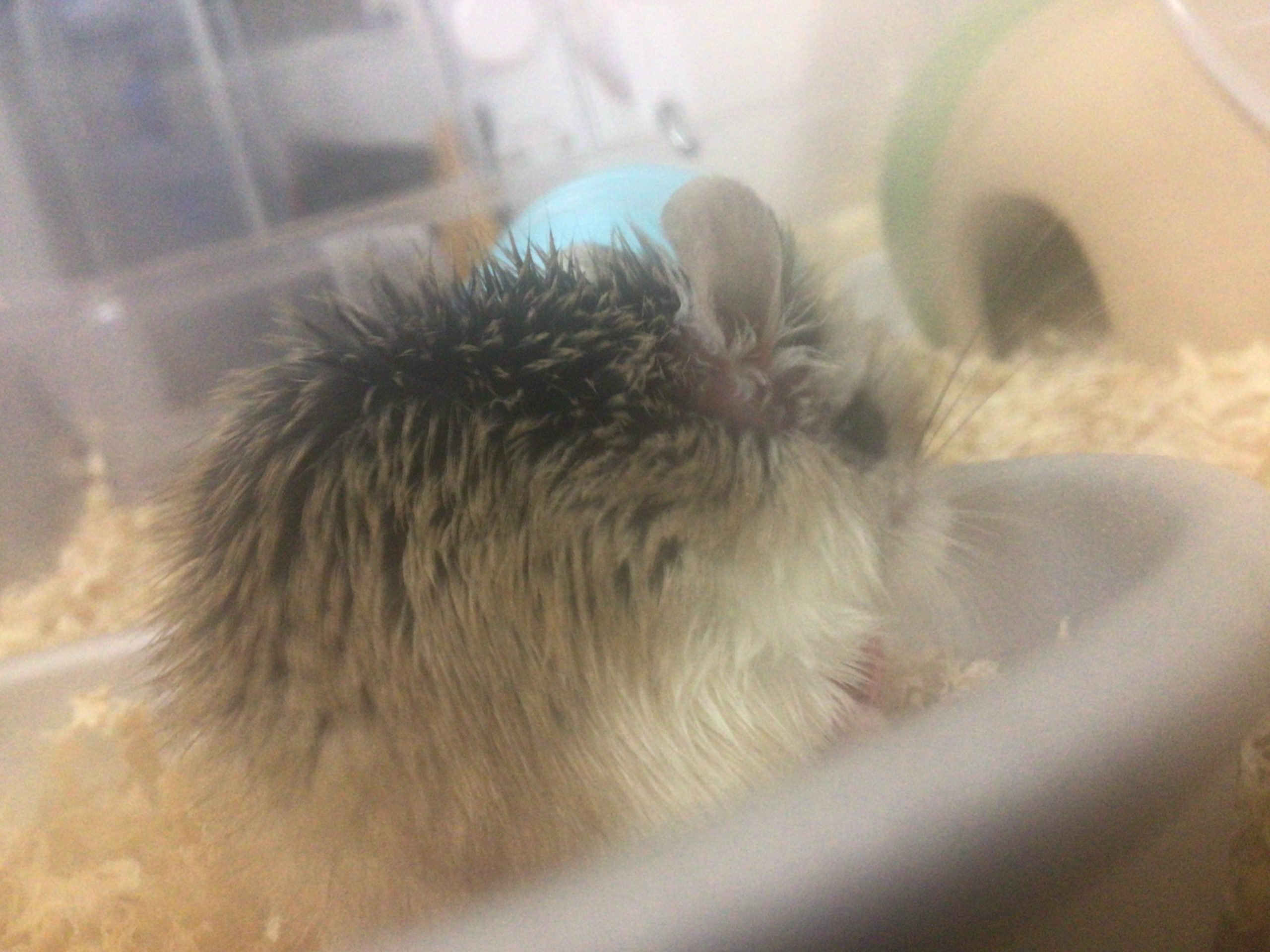 ハムスターのおこげです!