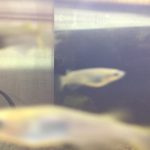 おはよう~午前5時のメダカちゃぁーん