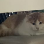 わかりません