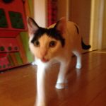 ウチのハチワレ代表！
