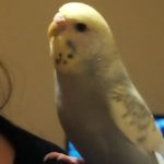 ひめこですセキセイインコです