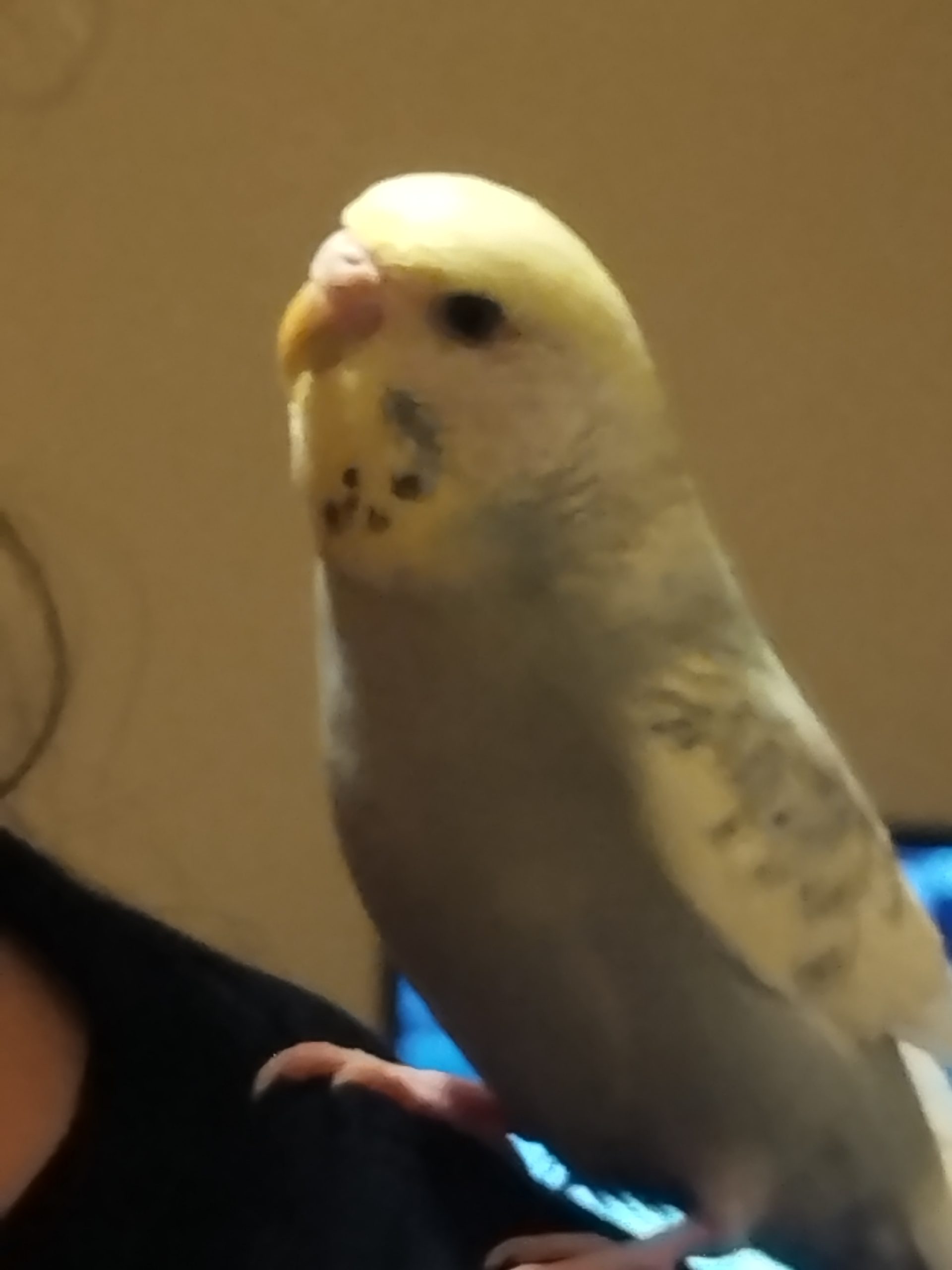 ひめこですセキセイインコです