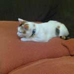 海　　三毛猫のオッドアイ