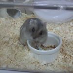 煮干しを食べるぷくちゃん