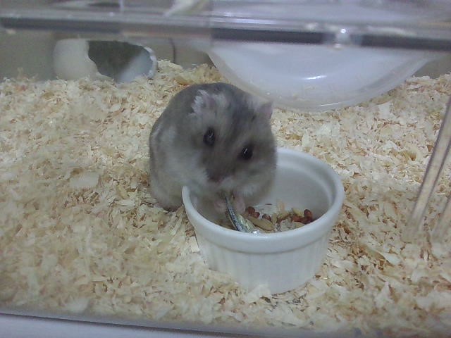煮干しを食べるぷくちゃん