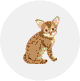 オシキャット