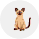 シャム
