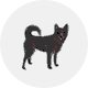 甲斐犬