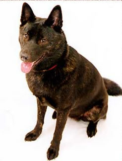 甲斐犬