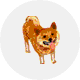 柴犬
