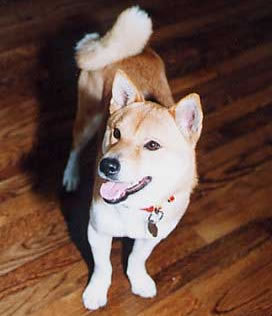 柴犬