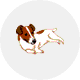 ジャック・ラッセル・テリア