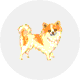 チワワ