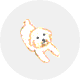 ビション・フリーゼ