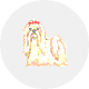 マルチーズ