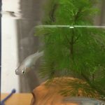めだかの長さん