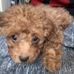 かわいい子犬トイプーREO！