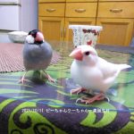 文鳥のピーちゃんとクーちゃん