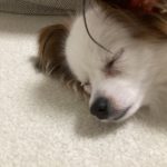 グミ（パピヨン）