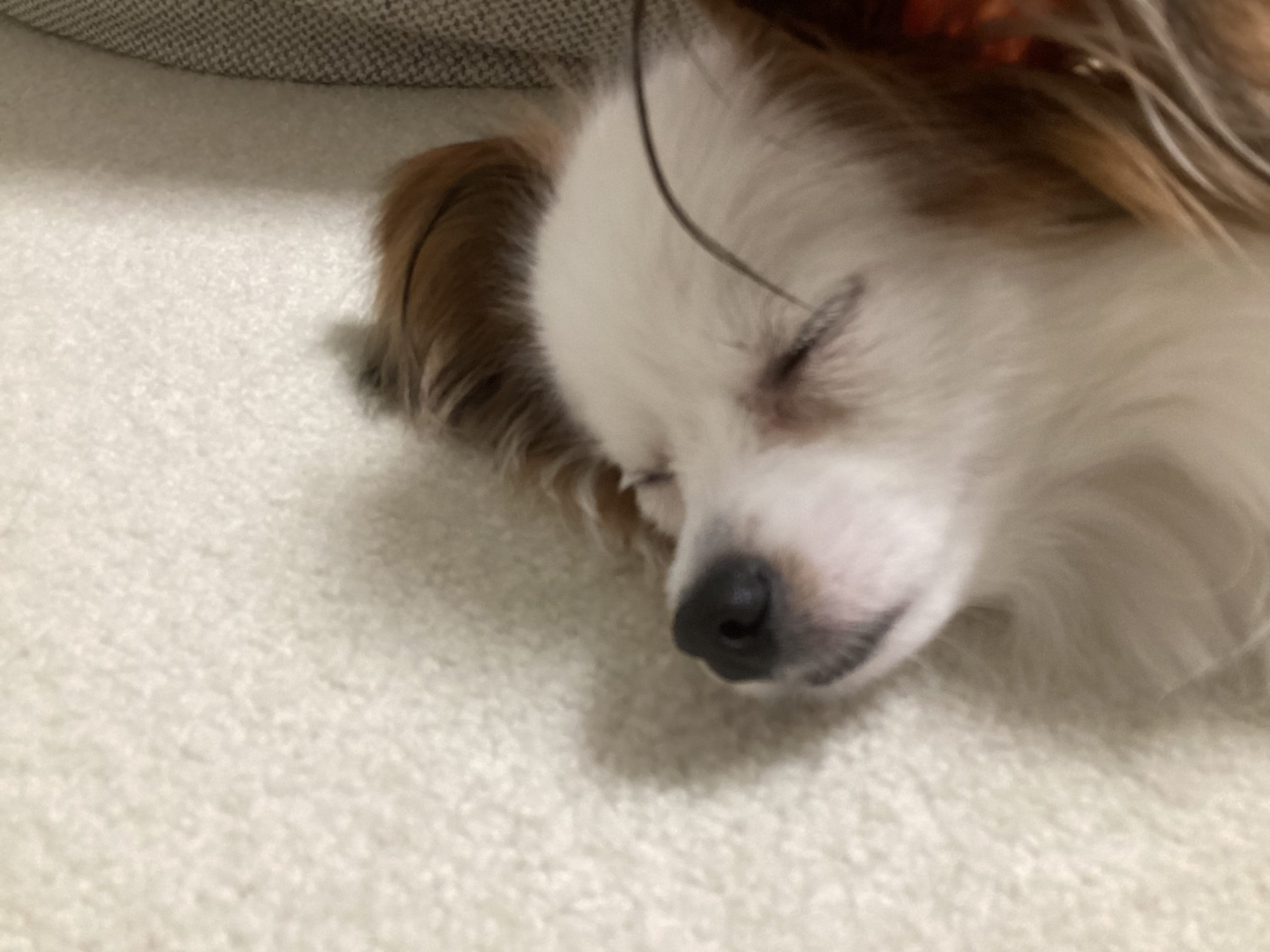 グミ（パピヨン）