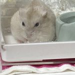 ハムスターのラテ