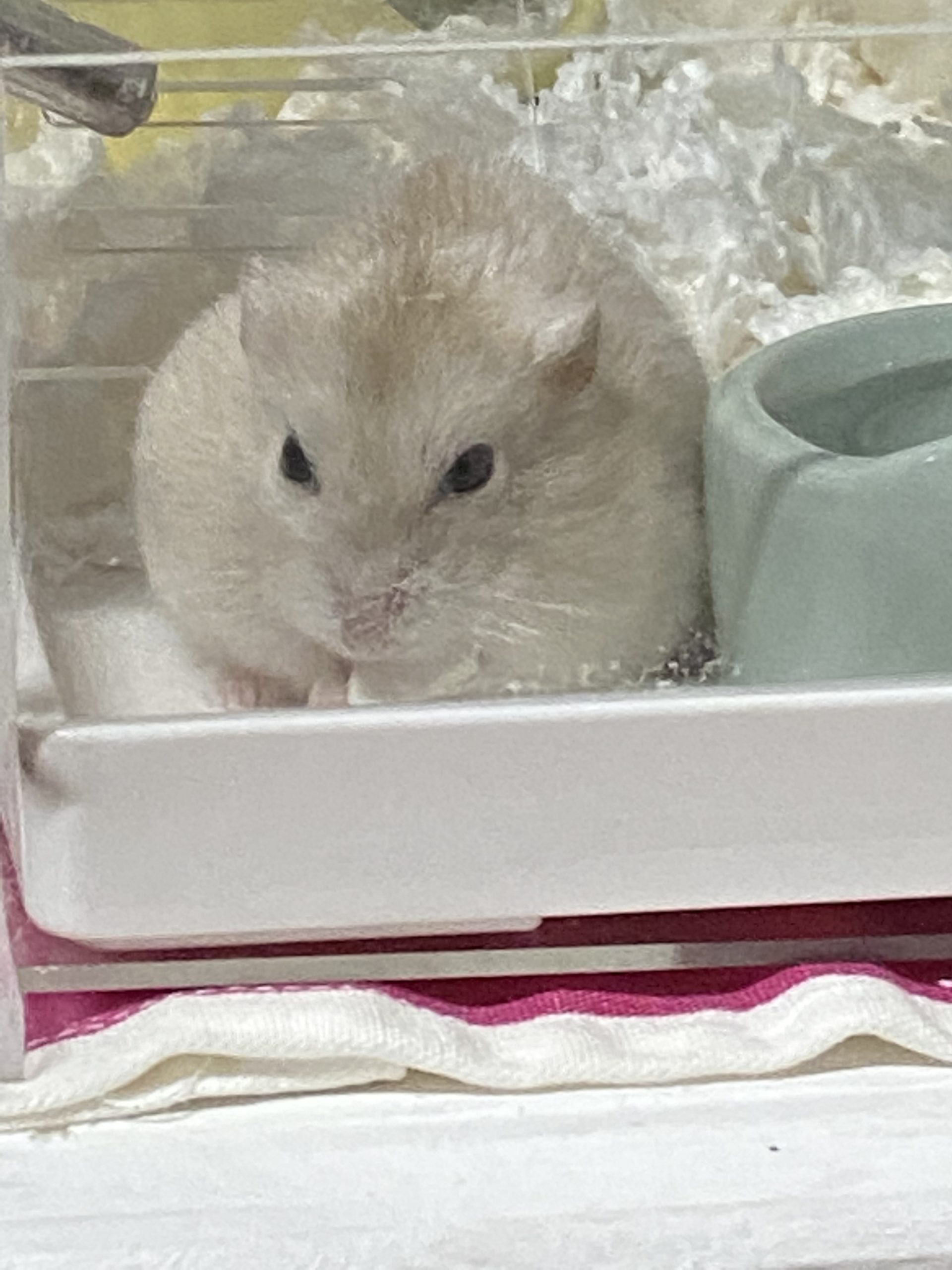 ハムスターのラテ