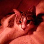 コタツの中が温かいよ