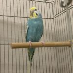 水色ちゃん　セキセイインコ　3歳
