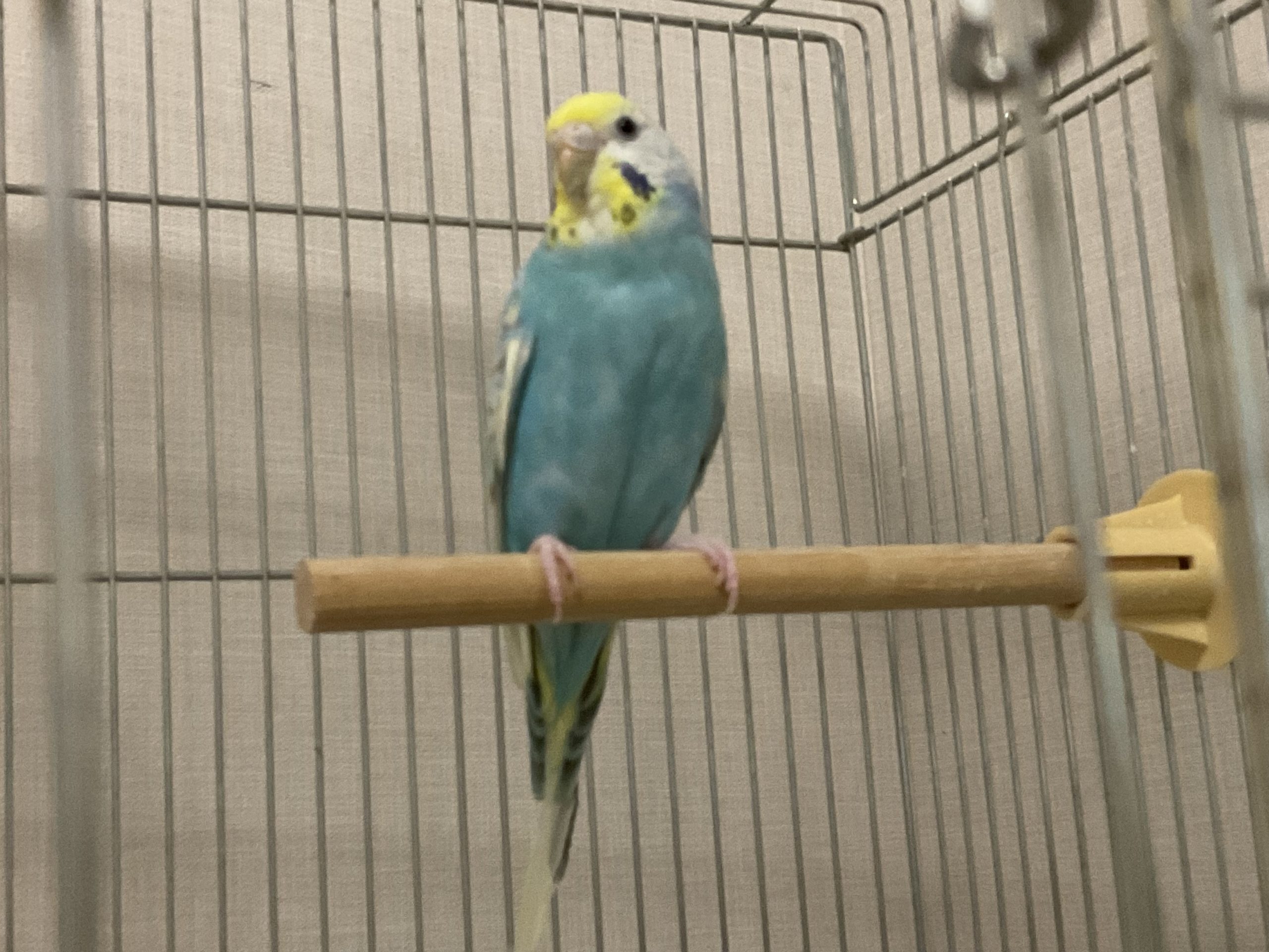 水色ちゃん セキセイインコ 3歳
