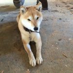 柴犬のらんちゃん