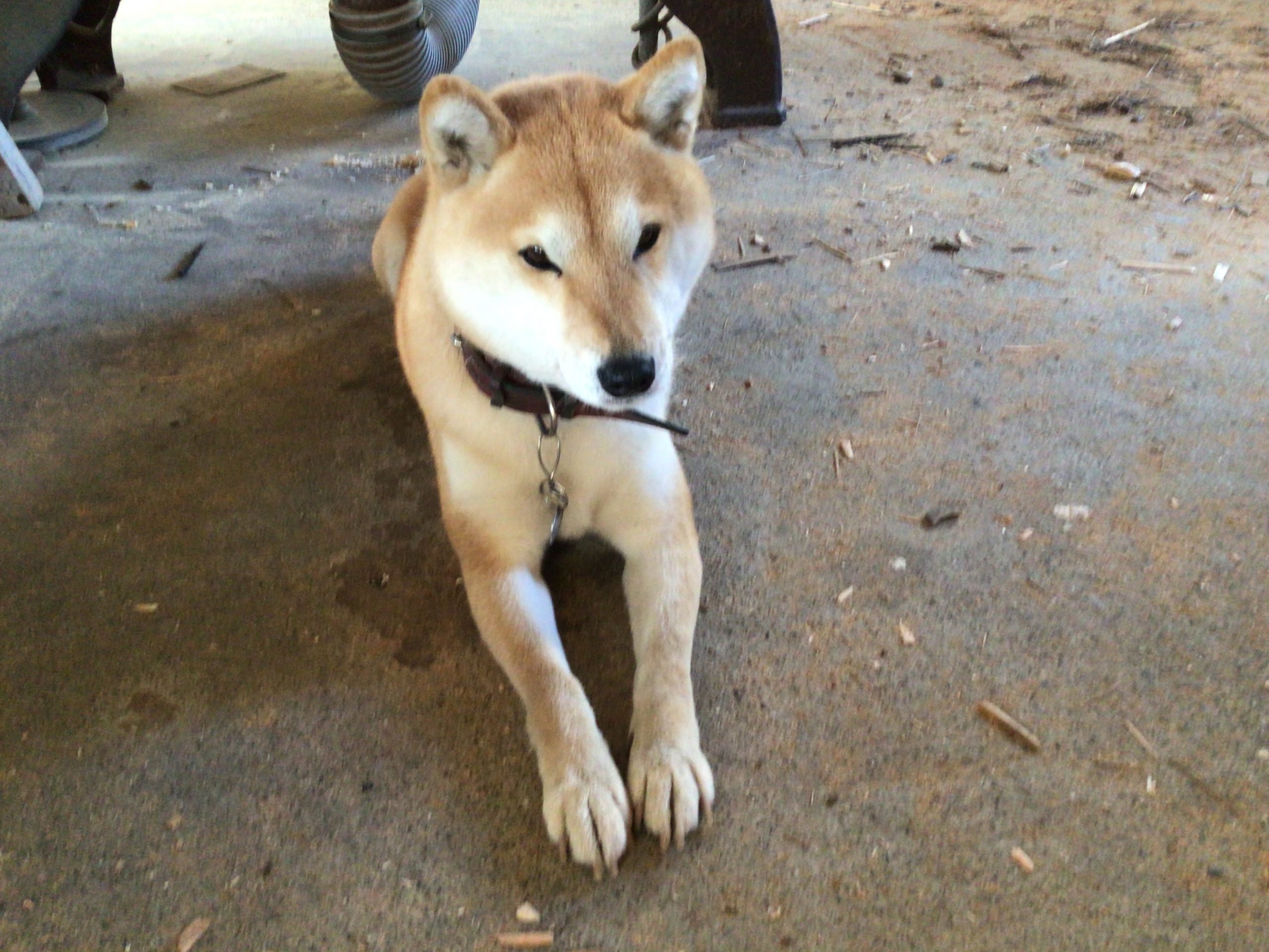 柴犬のらんちゃん