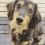 犬 ミニチュアダックス-ショコラ-