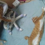ねこの2人仲が良いのかな？悪いかな？
