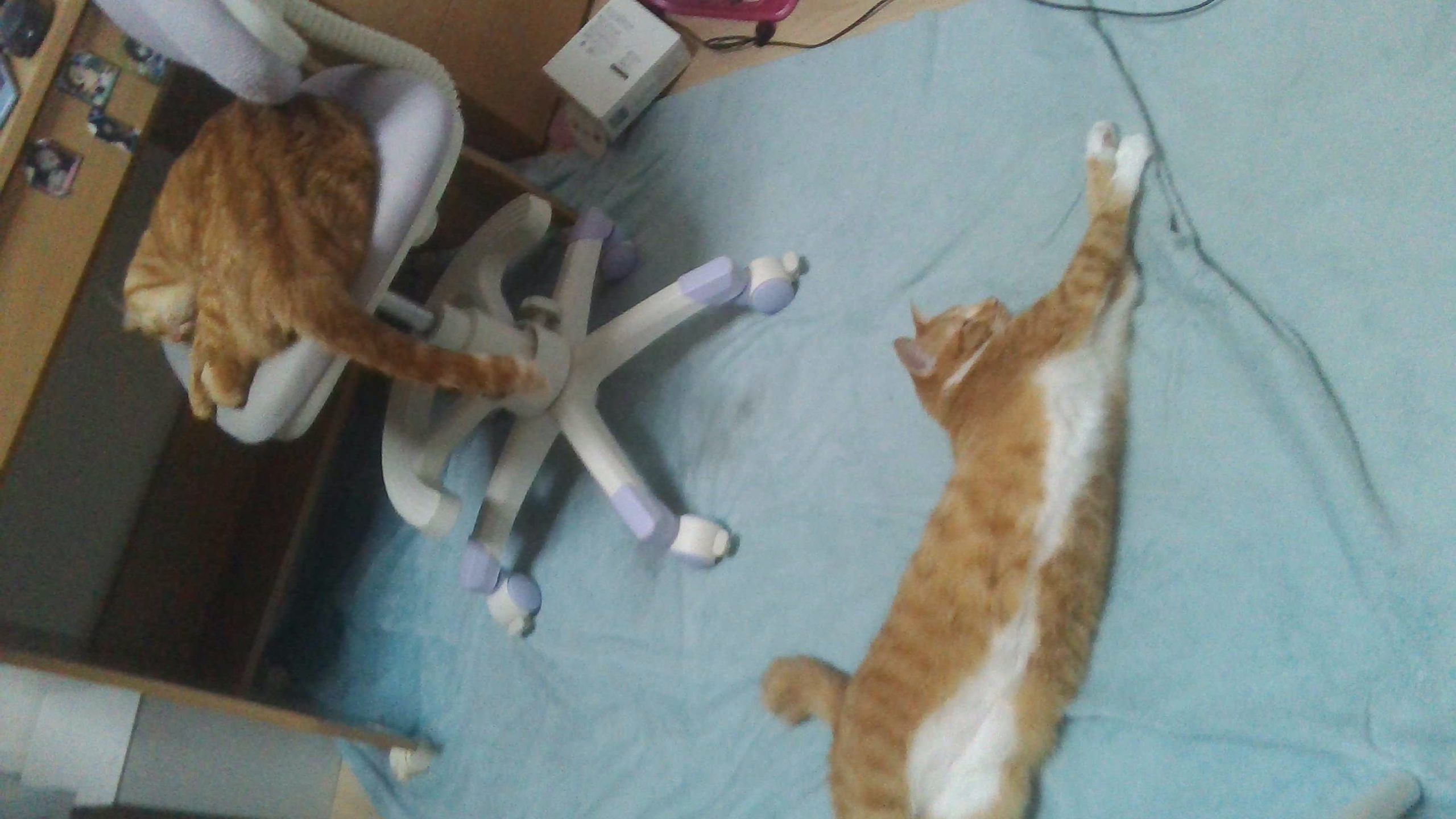ねこの2人仲が良いのかな?悪いかな?