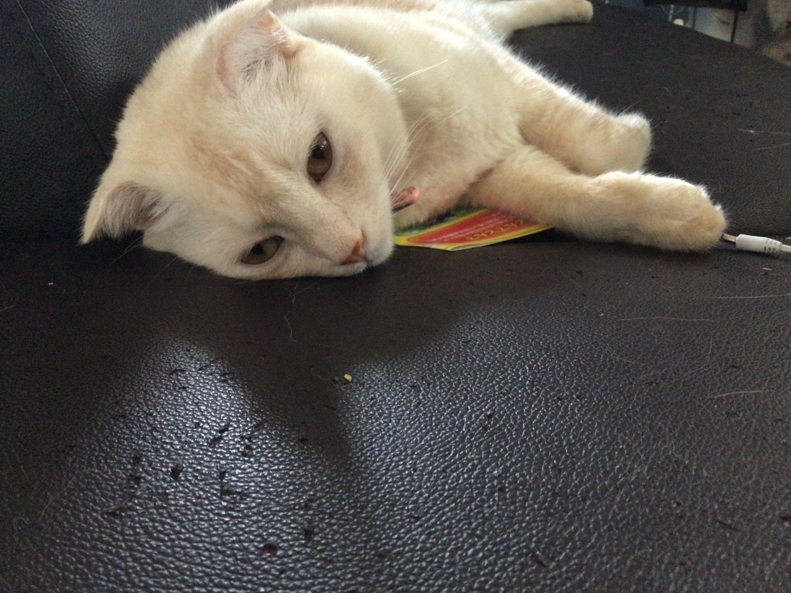 ここ