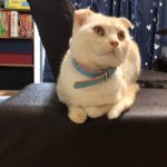 猫のここ