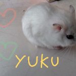 うちのかわいいゆきちゃんです。