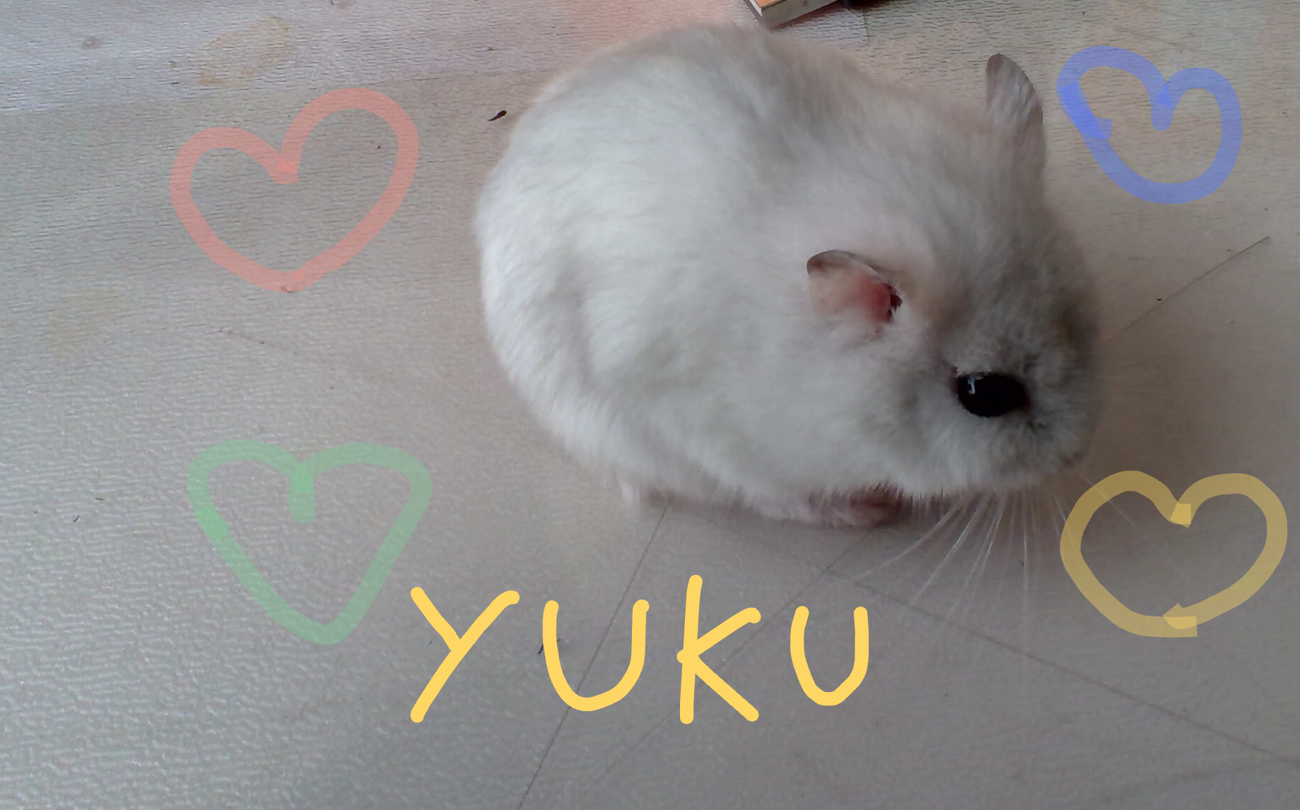 うちのかわいいゆきちゃんです。