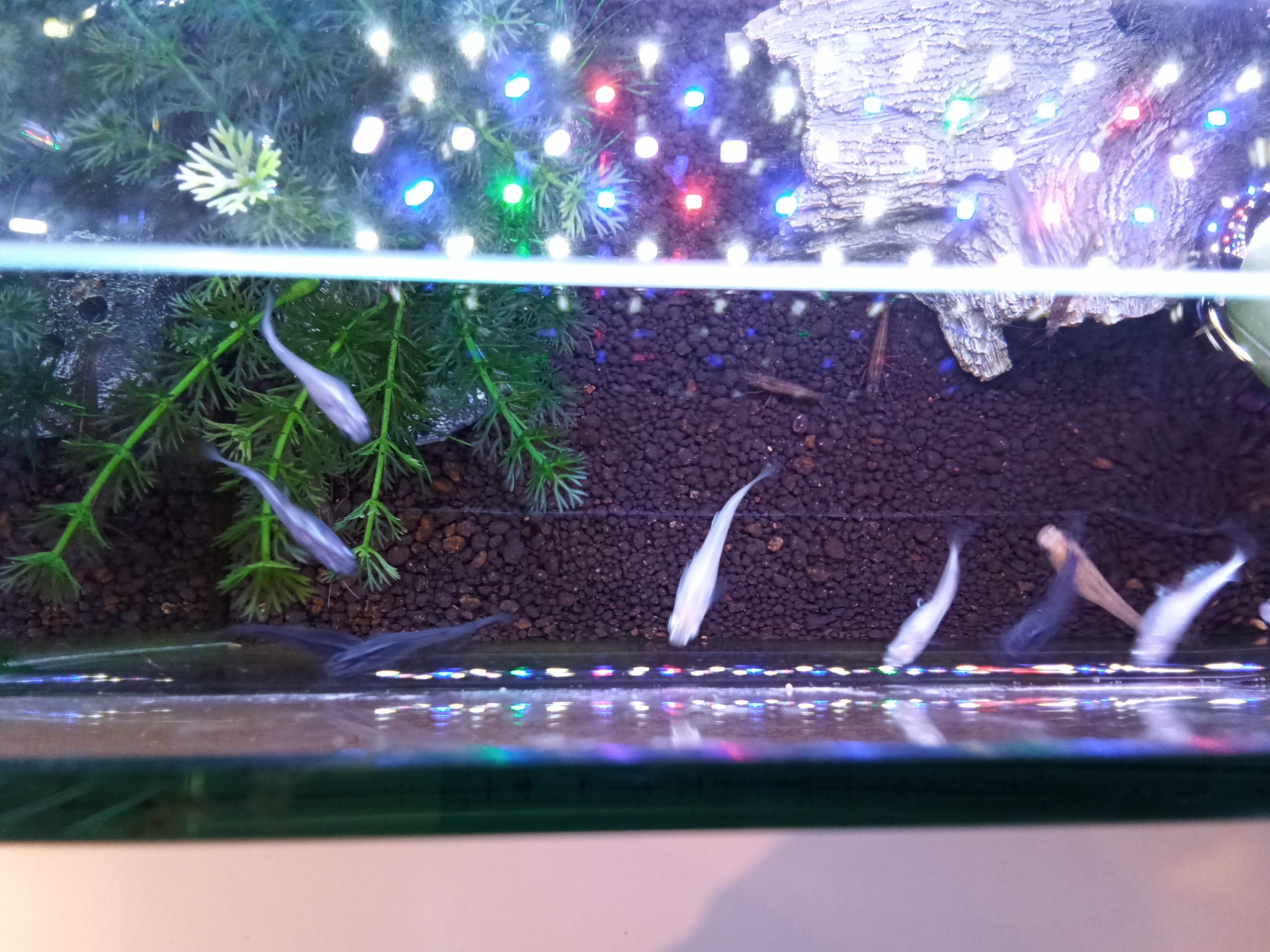 メダカ