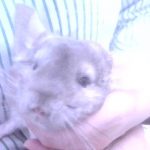 ウチのココ君   チンチラ