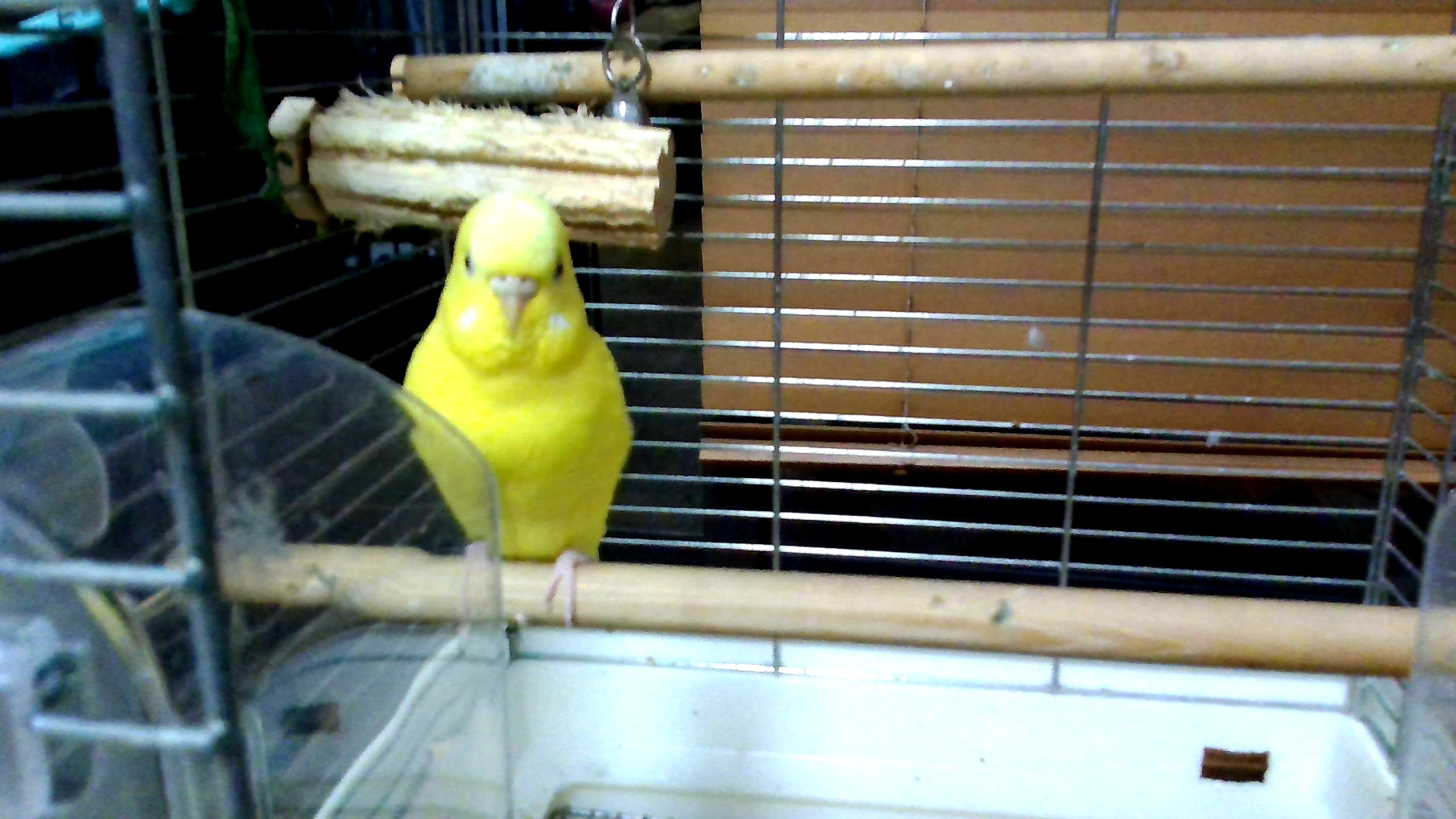 インコのピコ
