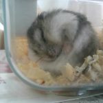 ハムスターのももちゃんです。