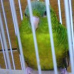 サザナミインコのナミちゃん
