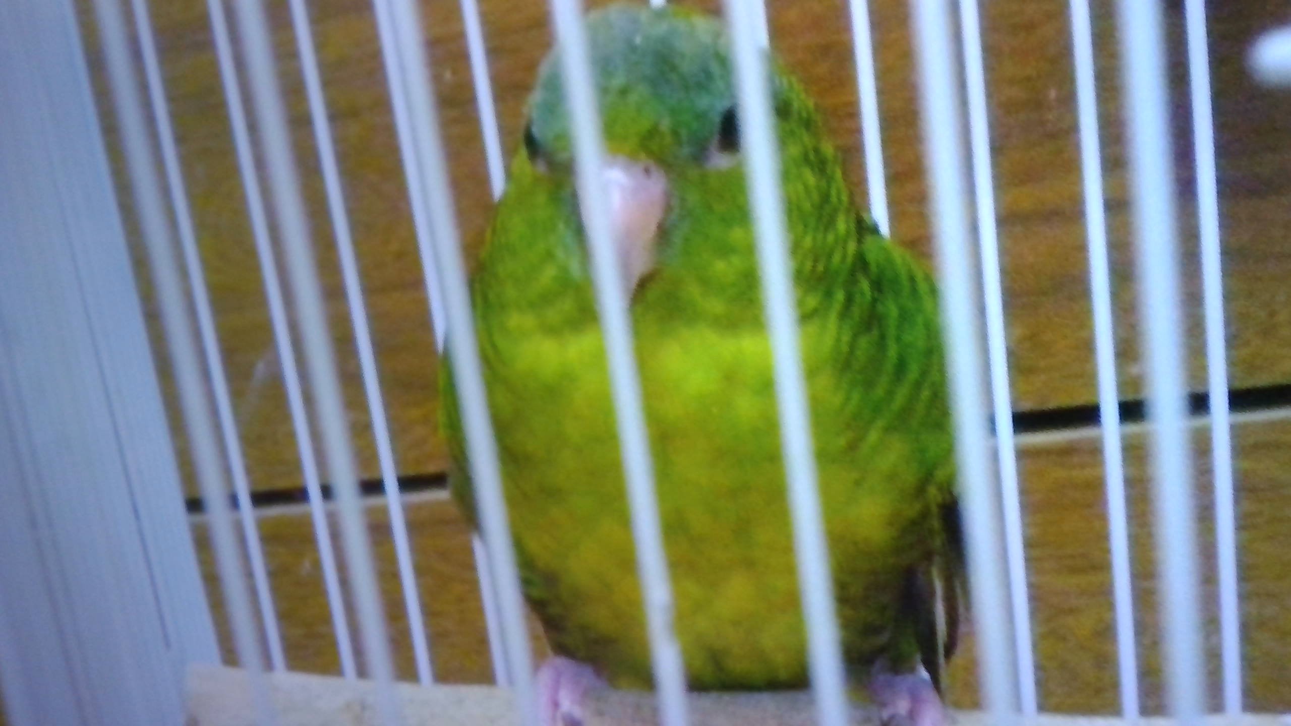 サザナミインコのナミちゃん